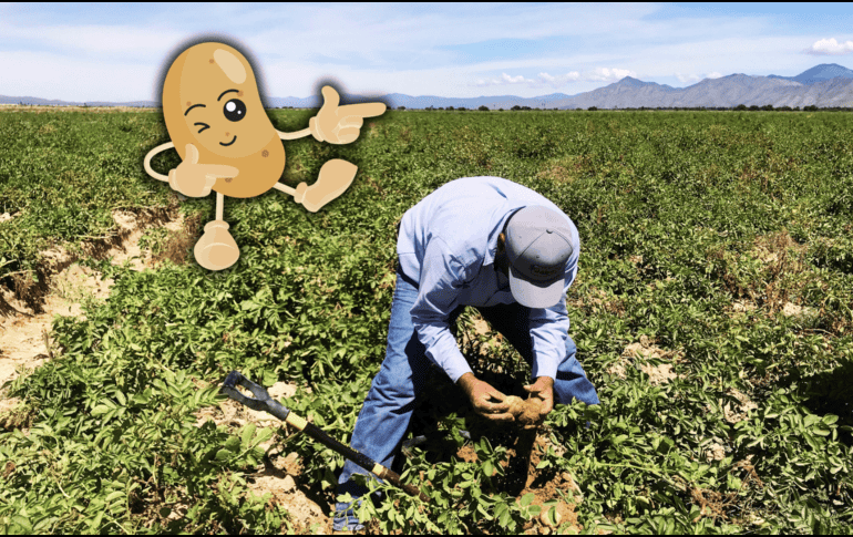 Este alimento se destaca por su aporte de hidratos de carbono, fibra, fósforo, hierro, magnesio, potasio y vitaminas C y B6. EFE / ARCHIVO