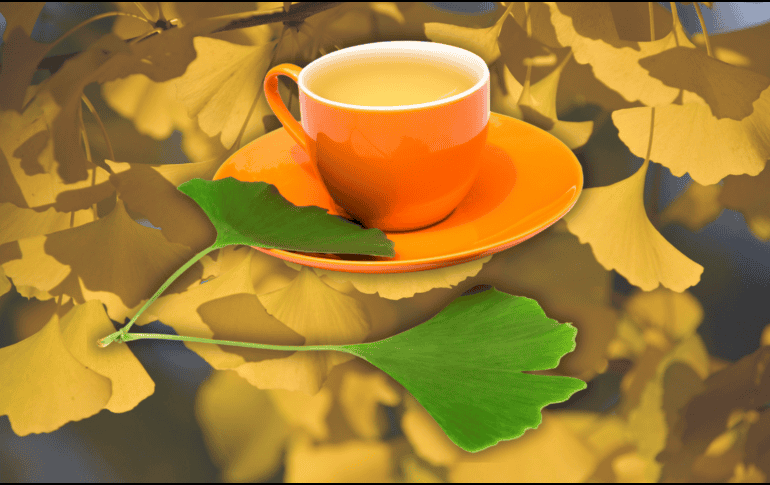 El ginkgo biloba se utiliza en personas con insuficiencia circulatoria cerebral, vértigo, tinnitus e incluso para el tratamiento de problemas emocionales y afectivos. EFE / ARCHIVO