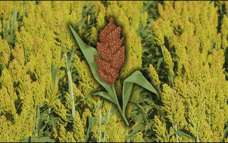 El sorgo no solo contribuye al control de la inflamación y al metabolismo de la glucosa, sino que también es un cereal bajo en calorías y rico en fibra, lo que ayuda a regular la digestión y a mantener la saciedad. EL INFORMADOR / ARCHIVO