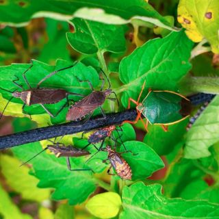 Conoce cuáles son las plagas más frecuentes durante el invierno