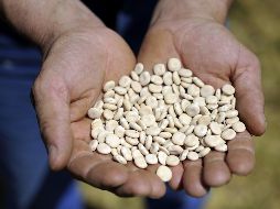 Los lupines son extremadamente versátiles y pueden ser preparados de manera similar a las aceitunas. AFP / ARCHIVO