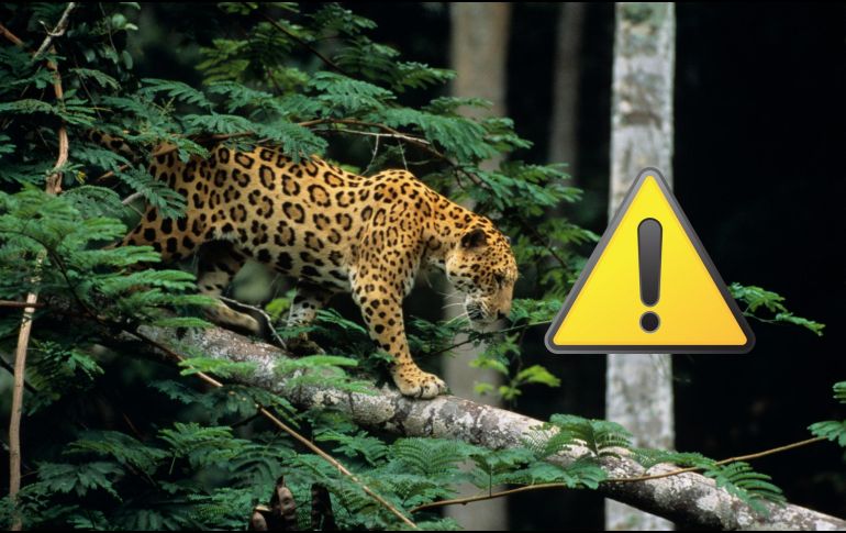 El jaguar debe prevalecer porque su desaparición puede alterar ecosistemas enteros. ESPECIAL / CANVA