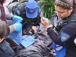 Minutos después, arribaron paramédicos de Protección Civil (PC), quienes se encargaron de estabilizar a la madre y a la recién nacida. ESPECIAL/X/@AlessandraRdlv