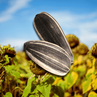 La semilla que evita problemas de memoria y ayuda al corazón