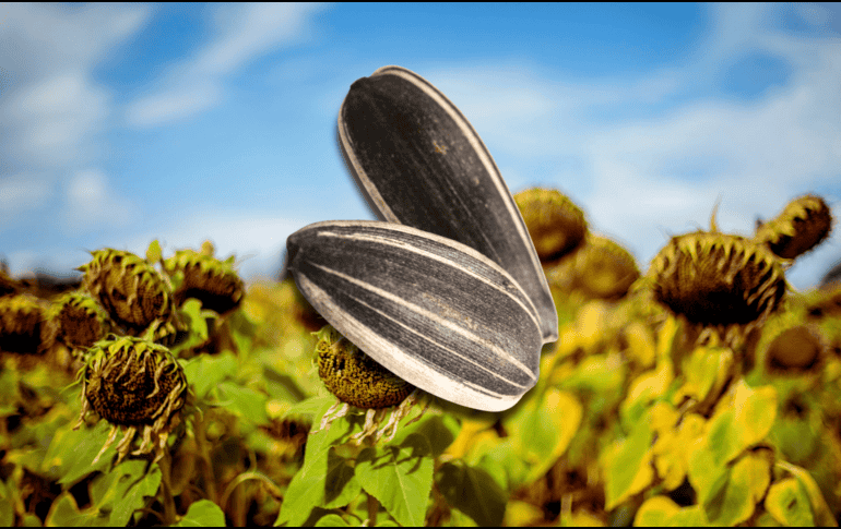 Los especialistas recomiendan consumir alrededor de 30 gramos de semillas de girasol al día. EL INFORMADOR / ARCHIVO