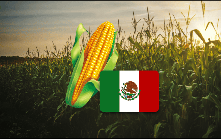 El maíz es  el alimento básico y el ingrediente fundamental de la cocina mexicana. PEXELS / CANVA