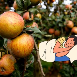 ¿Qué pasa en el cuerpo si comes una manzana antes de dormir?