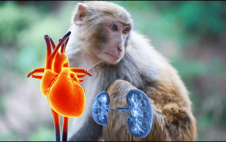 Los investigadores validan un protocolo único que puede prolongar la supervivencia de los trasplantes de corazón en primates no humanos sin necesidad de inmunosupresión. CANVA/ ESPECIAL