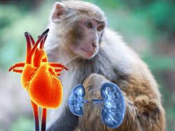 Los investigadores validan un protocolo único que puede prolongar la supervivencia de los trasplantes de corazón en primates no humanos sin necesidad de inmunosupresión. CANVA/ ESPECIAL