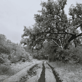 Bajas Temperaturas Cubren de Blanco la Sierra Madre Oriental en Tamaulipas