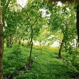 Disfruta de un recorrido virtual en “Las Obsidianas”