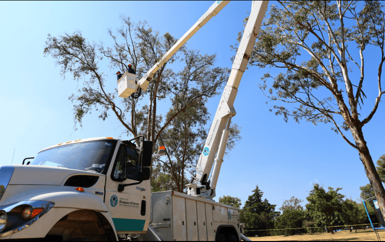 El programa fue lanzado por la Gerencia Forestal de la Agencia Metropolitana de Bosques Urbanos. ESPECIAL