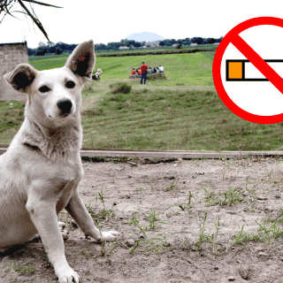 Ten cuidado al fumar, el humo puede dañar a tu mascota