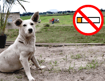 Cuida la salud de tus mascotas. SUN / ARCHIVO