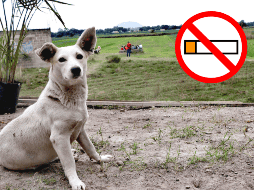 Cuida la salud de tus mascotas. SUN / ARCHIVO