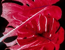 No importa cuál sea su manifestación, el rojo es uno de los colores primarios y, sin duda, el más llamativo de todos. UNSPLASH / D. Bayer