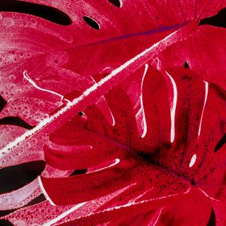 ¿Por qué nos atrae tanto el color rojo?