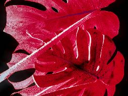 No importa cuál sea su manifestación, el rojo es uno de los colores primarios y, sin duda, el más llamativo de todos. UNSPLASH / D. Bayer