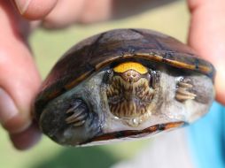 La tortuga casquito Vallarta es la más pequeña del mundo y es endémica del río Ameca. ESPECIAL/Unidad de Difusión CUCosta