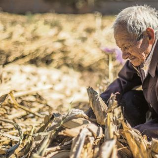 Claudia Sheinbaum envía propuesta contra maíz transgénico