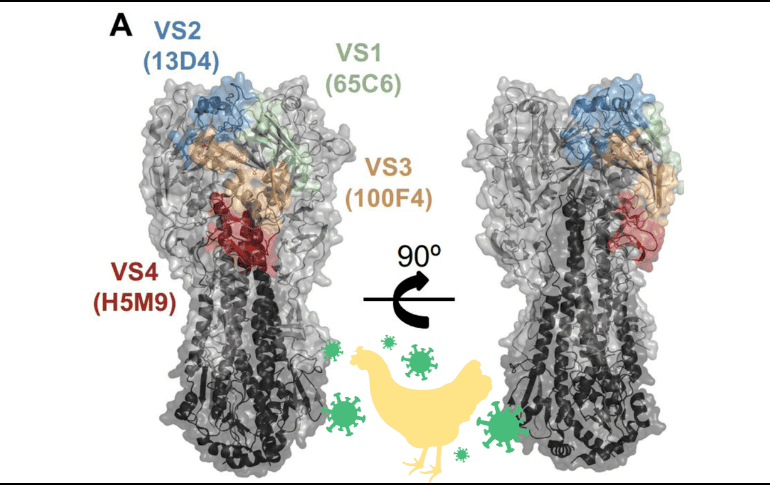Este hallazgo indica que los seres humanos podrían tener anticuerpos capaces de proteger contra los virus de la gripe aviar potencialmente pandémicos. EFE/ ARCHIVO/ ESPECIAL