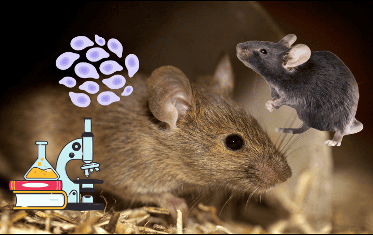 Un equipo de investigadores chinos ha creado mediante esta técnica el primer ratón de dos padres del mismo sexo que llega a edad adulta. CANVA/ ESPECIAL