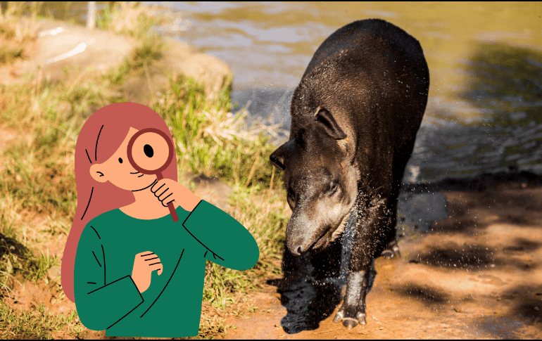 El deterioro de la población y la fragmentación de las especies debido a la actividad humana disminuyen la diversidad genética dentro de las especies, lo que puede amenazar su aptitud y supervivencia a largo plazo. CANVA/ ESPECIAL