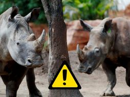 Proteger a esta especie no sólo significa preservar su legado, sino también mantener el equilibrio ecológico de los ecosistemas africanos. INFORMADOR / ARCHIVO / CANVA