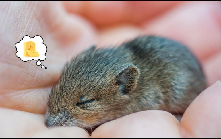 La ciencia sigue trabajando en distintos temas relacionados con el funcionamiento del cuerpo humano, la salud y la evolución. ESPECIAL / PIXABAY / CANVA