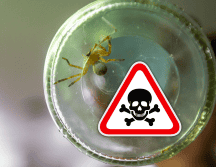 El nombre de violinista lo adquiere de la forma que tiene en la parte de la frente de su cuerpo que simula precisamente este instrumento musical. EL INFORMADOR / ARCHIVO