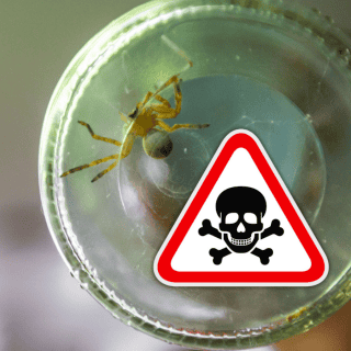 ¿Cuándo inicia la temporada de la araña violinista?