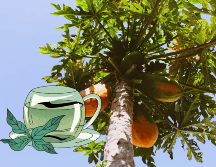 Las hojas de su árbol también poseen varios nutrientes. UNSPLASH / B. MELGOZA