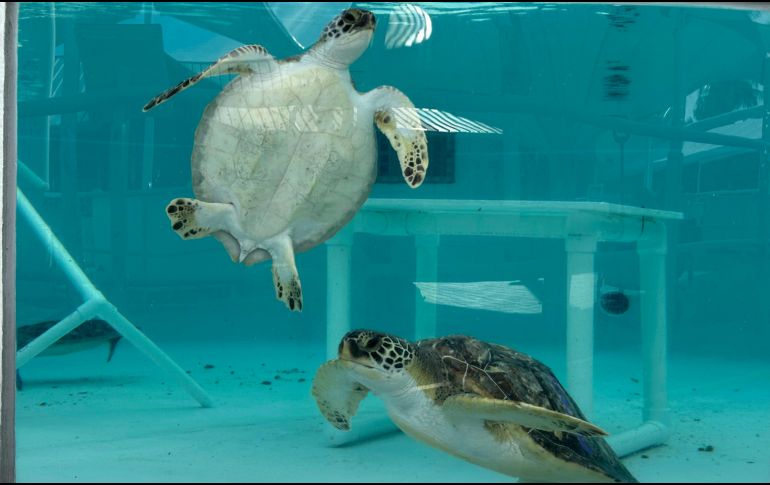 El personal de rescate bautizó a las tortugas con nombres de bebidas, además de pintar sus  nombres en la parte posterior de sus caparazones. AP / ARCHIVO