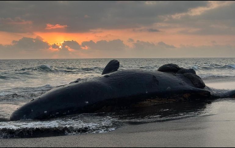 Una ballena tipo cachalote, que se encontraba en estado de gestación, quedó varada en las costas de Colima, luego de chocar contra una embarcación. X / @PROFEPA_Mx