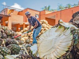 Agave Responsable Social pretende dar un apoyo a más de cinco mil agaveros. ESPECIAL