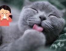 La alergia a los gatos es el doble de común que la alergia a los perros. UNSPLASH / E. HAN