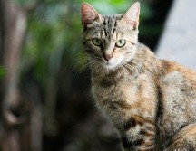 Lo más importante es cuidar la salud de tu gato acudiendo a un veterinario. UNSPLASH / E. ARTIC