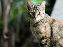 Lo más importante es cuidar la salud de tu gato acudiendo a un veterinario. UNSPLASH / E. ARTIC