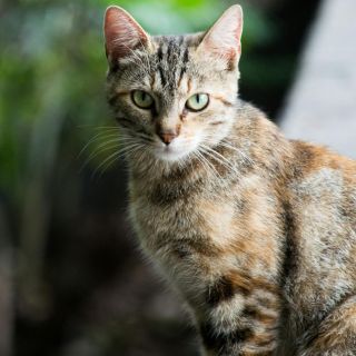 Etóloga revela qué hacer si a tu gato se le nota la columna