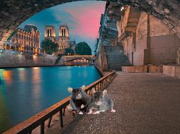 El aumento de la temperatura media, la temperatura invernal y la densidad de población, junto con la disminución de la vegetación, se correlacionarían con una expansión más rápida de las ratas urbanas. ESPECIAL / CANVA