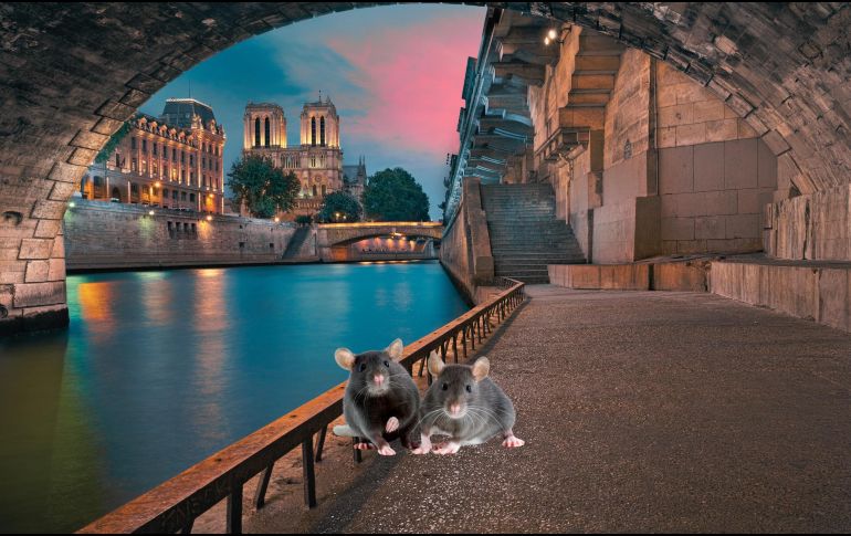 El aumento de la temperatura media, la temperatura invernal y la densidad de población, junto con la disminución de la vegetación, se correlacionarían con una expansión más rápida de las ratas urbanas. ESPECIAL / CANVA