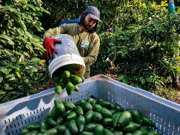 Los productores de aguacate envían nueve de cada 10 kilos a Estados Unidos, lo cual los ha obligado a encender alertas y diversificar su mercado. AFP/M. Kahana