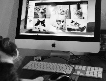 Distinguir entre una mordida de amor y otras formas de morder es esencial para interpretar correctamente el lenguaje corporal de un gato. UNSPLASH / C. Barbalis