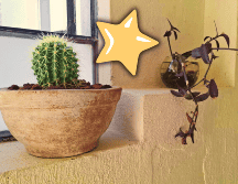 En realidad, cualquier planta tiene aspectos benéficos en el ambiente. EL INFORMADOR / O. Álvarez