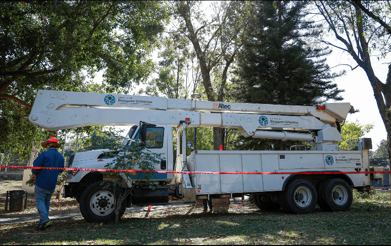 Este miércoles se presentó el programa “Bosques sin Muérdago” en el Parque Alcalde que cuenta con un alrededor de un 10 por ciento de la plaga. EL INFORMADOR/H. Figueroa.