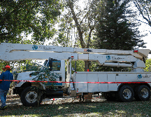 Este miércoles se presentó el programa “Bosques sin Muérdago” en el Parque Alcalde que cuenta con un alrededor de un 10 por ciento de la plaga. EL INFORMADOR/H. Figueroa.