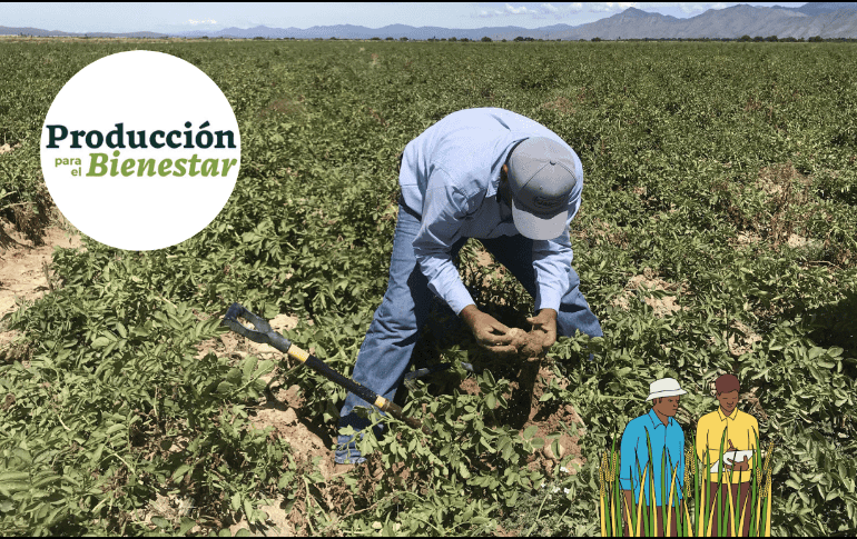 Conoce cómo ser parte del programa Producción para el Bienestar. EFE / ARCHIVO