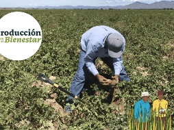 Conoce cómo ser parte del programa Producción para el Bienestar. EFE / ARCHIVO