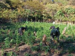 Las plantas fueron incineradas en el sitio por elementos de la Fuerza Interinstitucional Regional como medida de erradicación. ESPECIAL