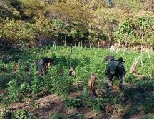 Las plantas fueron incineradas en el sitio por elementos de la Fuerza Interinstitucional Regional como medida de erradicación. ESPECIAL